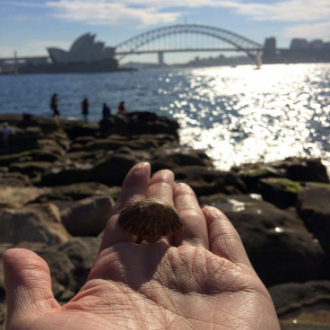 Hand holding shell with Sydney Opera house and Harbor Bridge in the background